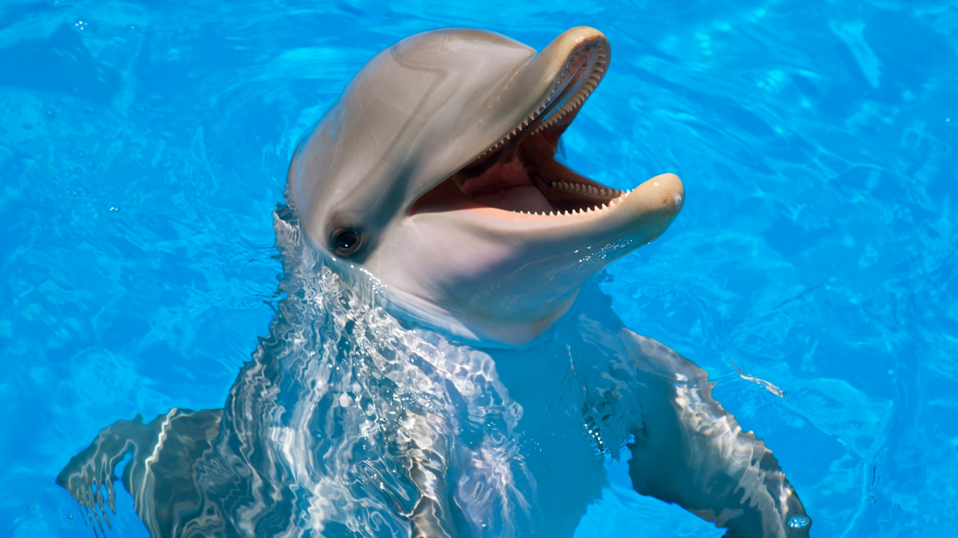 Dolphins in the Florida Keys